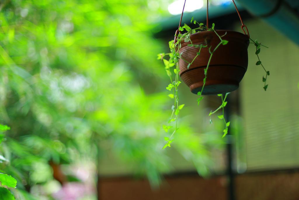 Greenspaces B&B ムンナール エクステリア 写真